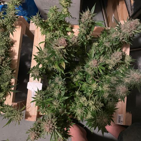 Sour Diesel growlog photo: Pflanze steht in destilliertem Wasser bis sie tot ist. 