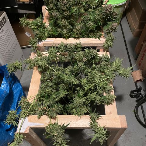Rucu Cucu  growlog photo: Pflanze steht im destilliertem Wasser bis sie tot ist. 