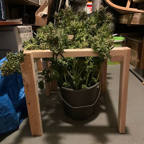 Rucu Cucu  growlog photo: Pflanze steht im destilliertem Wasser bis sie tot ist. 
