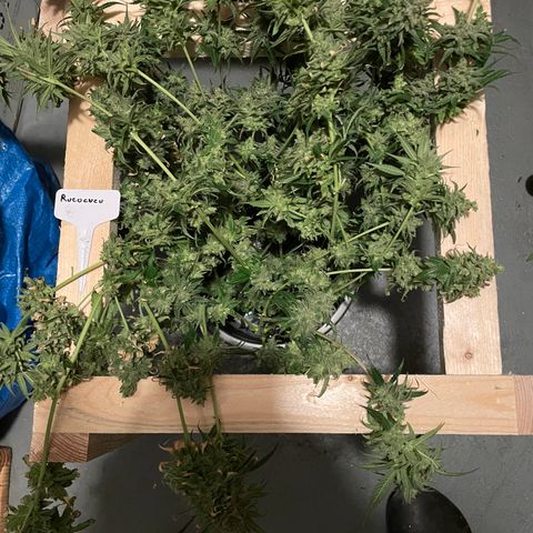 Rucu Cucu  growlog photo: Pflanze steht im destilliertem Wasser bis sie tot ist. 