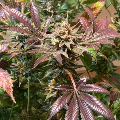 Purple Lemonade FF growlog photo: Erntetag. Pflanze wird nach dem Abschneiden in destilliertes Wasser gestellt bis sie tot ist. 