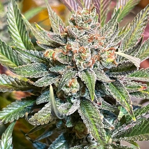 Purple Lemonade FF growlog photo: Erntetag. Pflanze wird nach dem Abschneiden in destilliertes Wasser gestellt bis sie tot ist. 