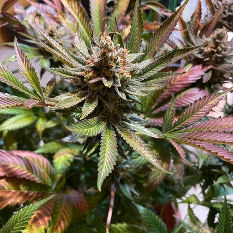 Purple Lemonade FF growlog photo: Erntetag. Pflanze wird nach dem Abschneiden in destilliertes Wasser gestellt bis sie tot ist. 