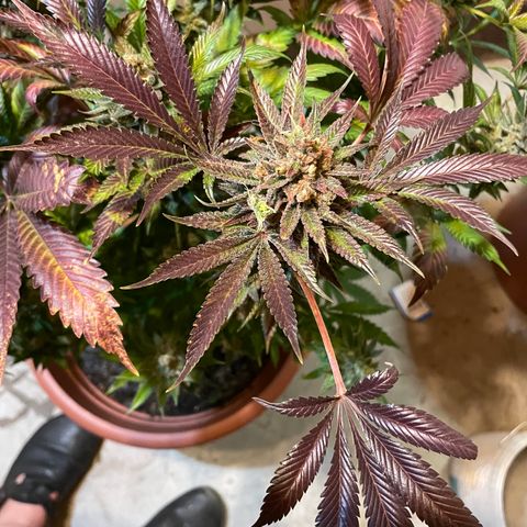 Purple Lemonade FF growlog photo: Erntetag. Pflanze wird nach dem Abschneiden in destilliertes Wasser gestellt bis sie tot ist. 