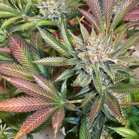 Purple Lemonade FF growlog photo: Erntetag. Pflanze wird nach dem Abschneiden in destilliertes Wasser gestellt bis sie tot ist. 
