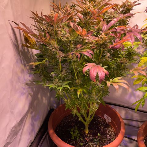 Purple Lemonade FF growlog photo: Erntetag. Pflanze wird nach dem Abschneiden in destilliertes Wasser gestellt bis sie tot ist. 