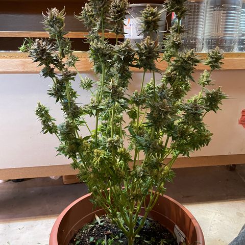 Purple Lemonade FF growlog photo: Erntetag. Pflanze wird nach dem Abschneiden in destilliertes Wasser gestellt bis sie tot ist. 