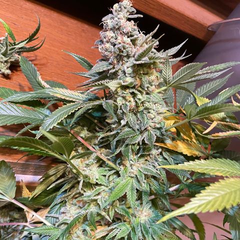 Mochalope growlog photo: Erntetag. Pflanze wird nach dem Abschneiden in destilliertes Wasser gestellt bis sie tot ist. 