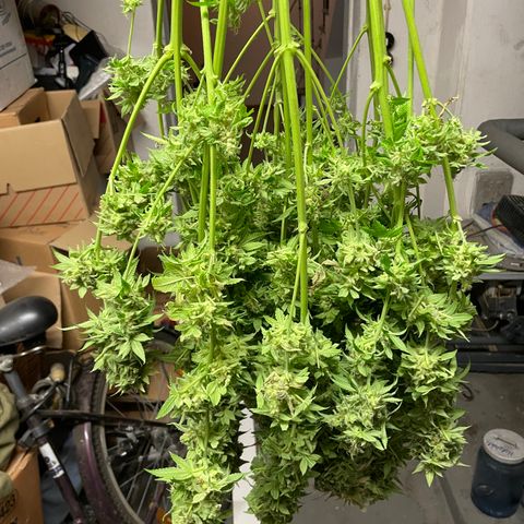 Mochalope growlog photo: Erntetag. Pflanze wird nach dem Abschneiden in destilliertes Wasser gestellt bis sie tot ist. 