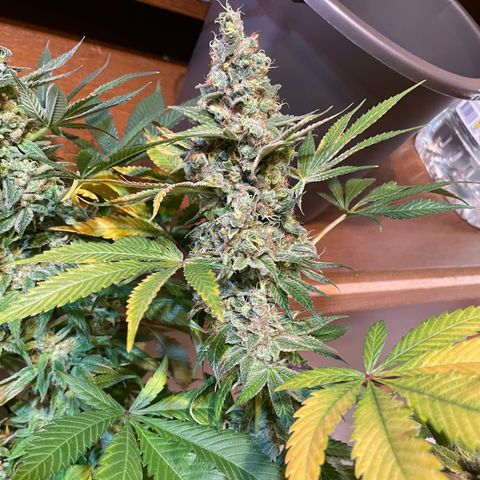 Mochalope growlog photo: Erntetag. Pflanze wird nach dem Abschneiden in destilliertes Wasser gestellt bis sie tot ist. 