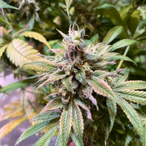 Mochalope growlog photo: Erntetag. Pflanze wird nach dem Abschneiden in destilliertes Wasser gestellt bis sie tot ist. 