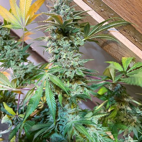 Mochalope growlog photo: Erntetag. Pflanze wird nach dem Abschneiden in destilliertes Wasser gestellt bis sie tot ist. 