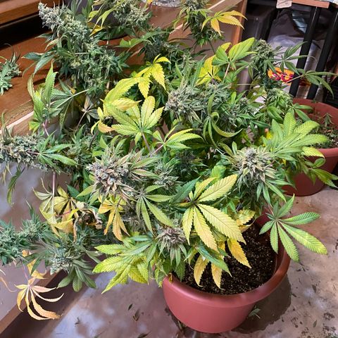 Mochalope growlog photo: Erntetag. Pflanze wird nach dem Abschneiden in destilliertes Wasser gestellt bis sie tot ist. 