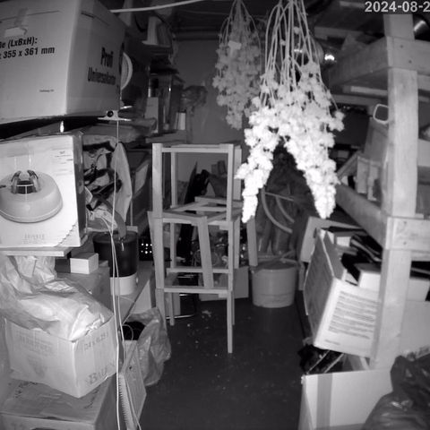 Mochalope growlog photo: Nachdem die Pflanzen als „Schnittblume“ gestorben ist, wird sie zum Trockenen aufgegangen. 