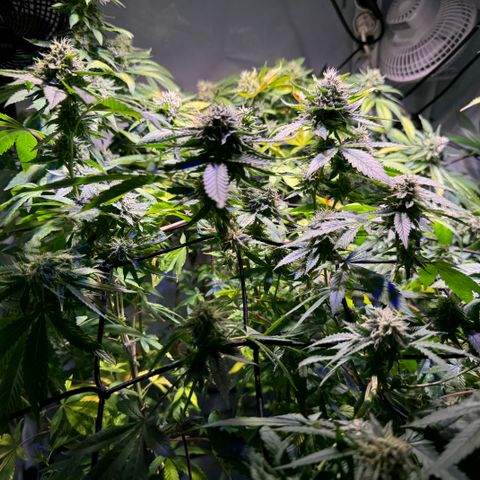 Pink Rozay growlog timeline photo