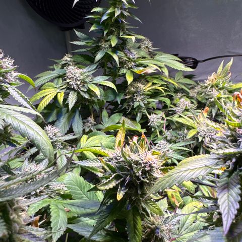 Pink Rozay growlog timeline photo
