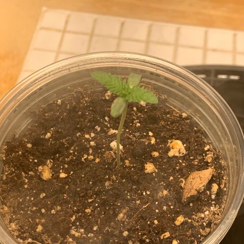 Runtz #1 growlog timeline photo