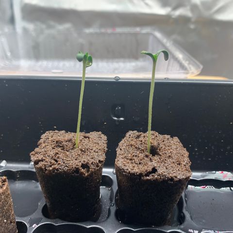 Runtz #1 growlog timeline photo