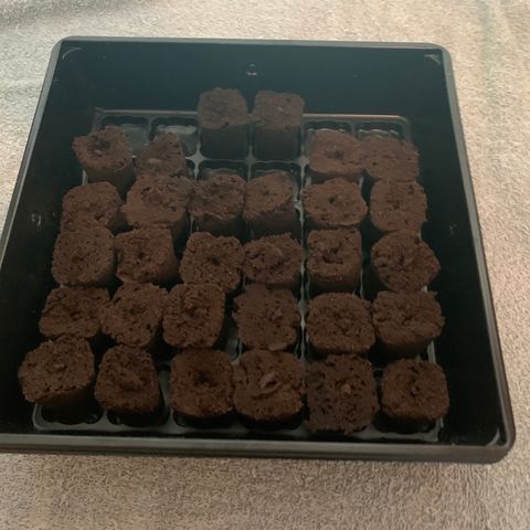Runtz #1 growlog timeline photo