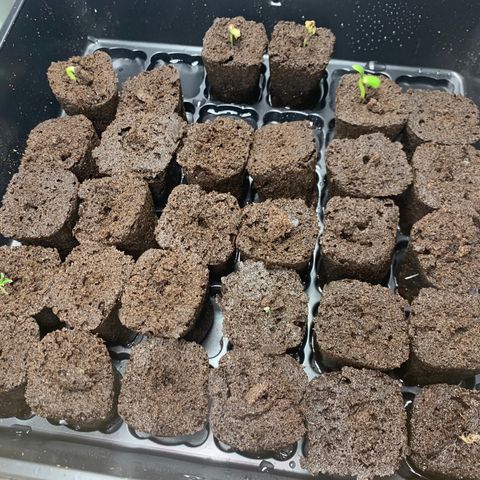 Runtz #1 growlog timeline photo