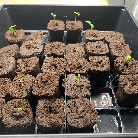 Runtz #1 growlog timeline photo