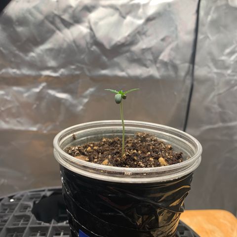 Runtz #1 growlog timeline photo