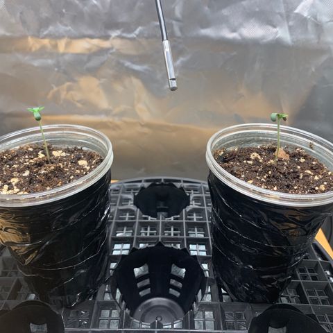 Runtz #1 growlog timeline photo