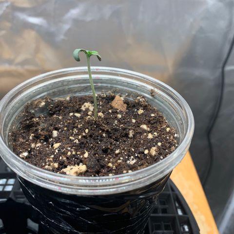 Runtz #1 growlog timeline photo