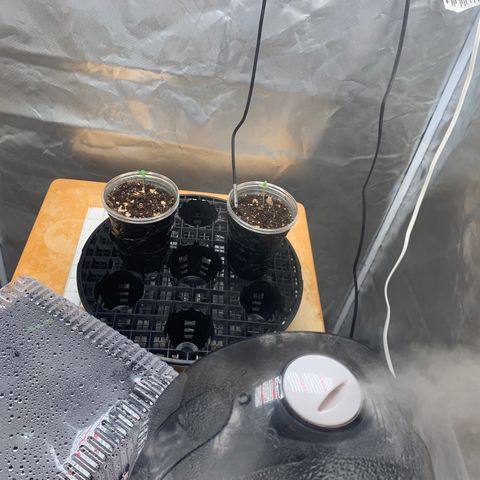 Runtz #1 growlog timeline photo