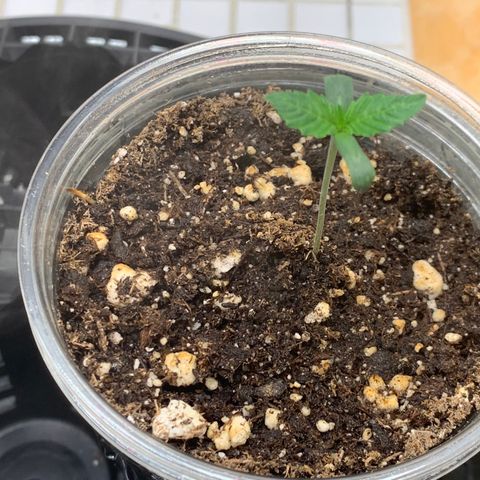 Runtz #1 growlog timeline photo