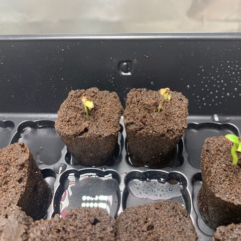 Runtz #1 growlog timeline photo