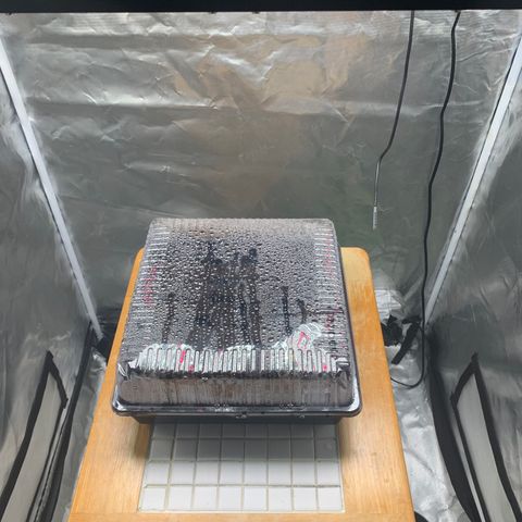 Runtz #1 growlog timeline photo
