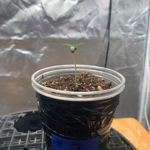 Runtz #1 growlog timeline photo