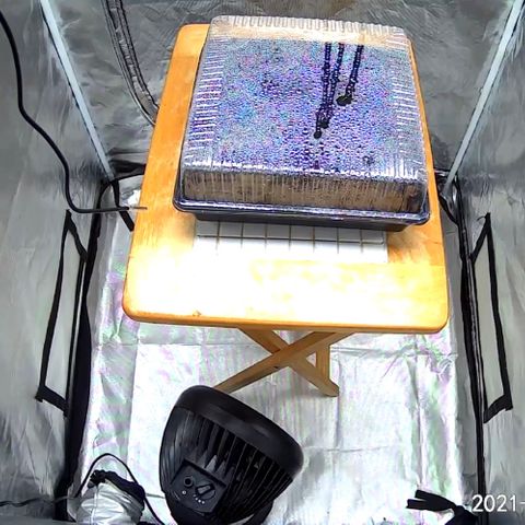 Runtz #1 growlog timeline photo