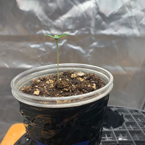 Runtz #1 growlog timeline photo