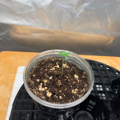 Runtz #1 growlog timeline photo