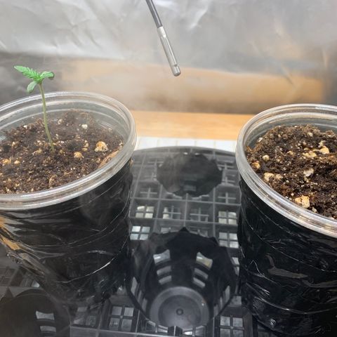 Runtz #1 growlog timeline photo