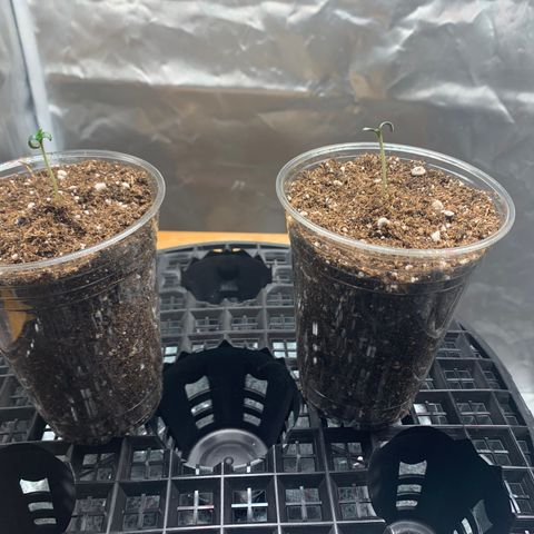 Runtz #1 growlog timeline photo