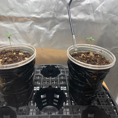 Runtz #1 growlog timeline photo