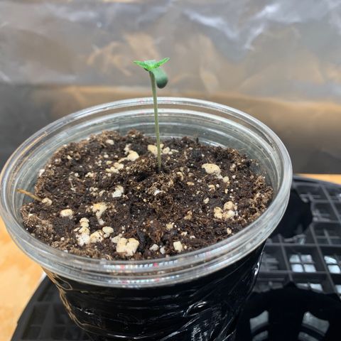 Runtz #1 growlog timeline photo