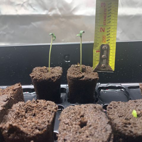 Runtz #1 growlog timeline photo