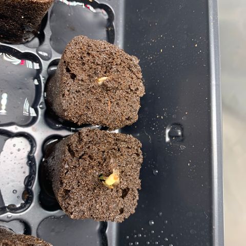 Runtz #1 growlog timeline photo