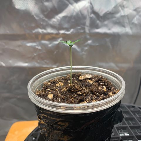 Runtz #1 growlog timeline photo