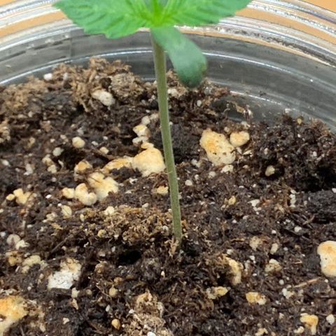 Runtz #1 growlog timeline photo