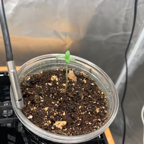 Runtz #1 growlog timeline photo