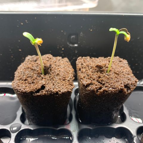 Runtz #1 growlog timeline photo