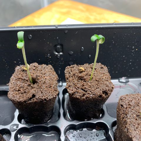 Runtz #1 growlog timeline photo