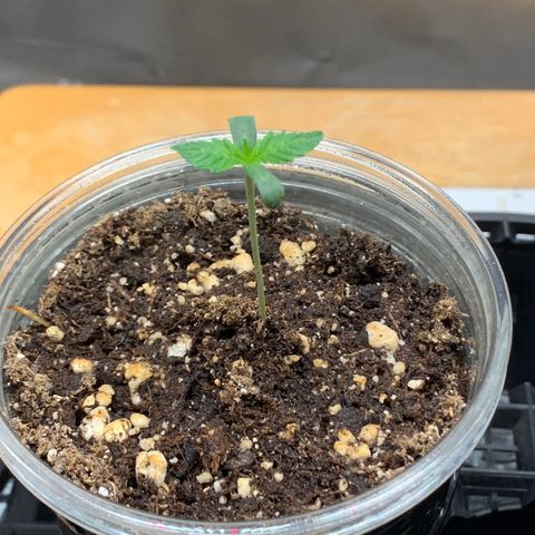 Runtz #1 growlog timeline photo