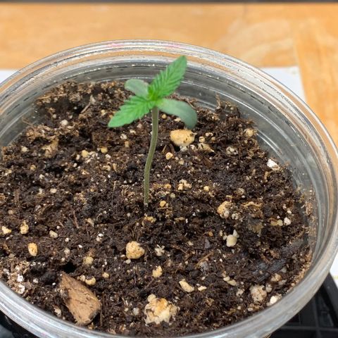 Runtz #1 growlog timeline photo