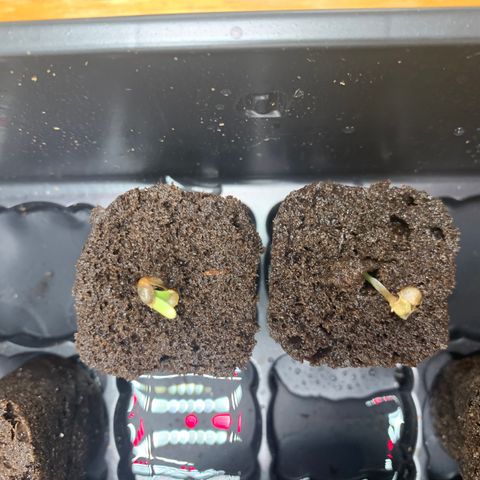 Runtz #1 growlog timeline photo